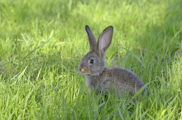 Naklejka na ściany i meble Little rabbit on grass