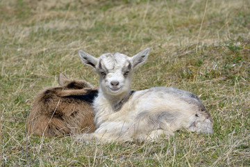 Two cute goatlings outdoors