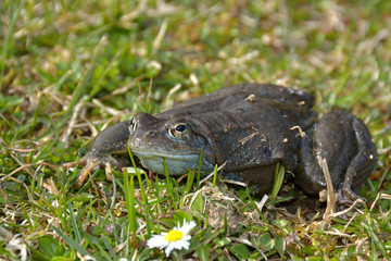 Agile Frog (Rana dalmatina) in grass