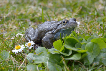 Agile Frog (Rana dalmatina) in grass