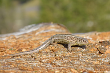 Lizard on branch