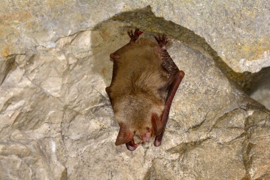 Greater Mouse-eared Bat ( Myotis Myotis)