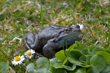Agile Frog (Rana dalmatina) in grass