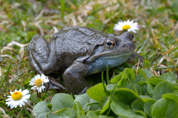 Agile Frog (Rana dalmatina) in grass