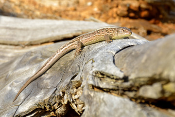 Lizard on branch