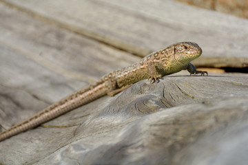 Lizard on branch