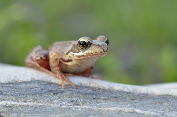 The Common Frog, Rana temporaria also known as the European Common Frog