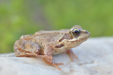 The Common Frog, Rana temporaria also known as the European Common Frog
