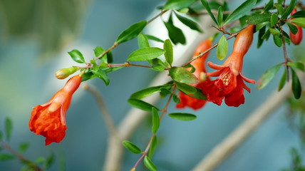 flowers  blooming  pomegranate  Close to