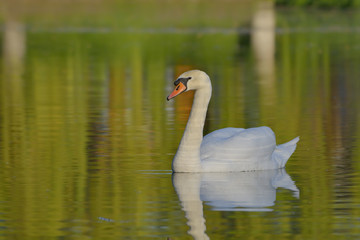 Naklejka na ściany i meble Swan on the lake water in a sunny day