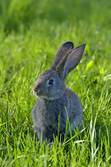 Young rabbit on field