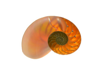 Nautilus shell isolated on white background