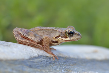 The Common Frog, Rana temporaria also known as the European Common Frog
