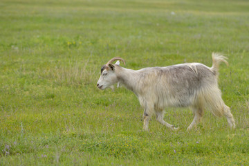 Obraz premium Domestic goat outdoor