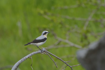 Northern wheatear, Oenanthe oenanthe