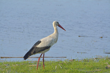 Stork (ciconia ciconia)