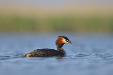 Water bird on the water (podiceps cristatus)