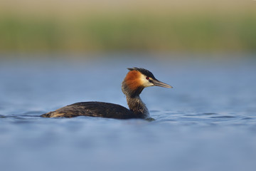 Water bird on the water (podiceps cristatus)