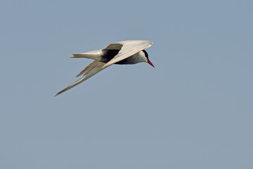 Common tern (sterna hirundo) in natural habitat