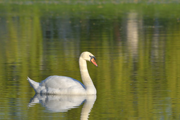 Swan on the lake