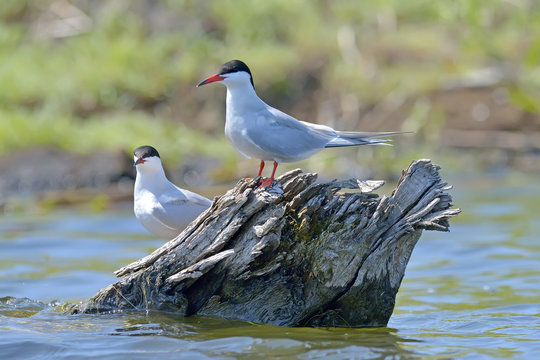 Common tern (sterna hirundo) in natural habitat