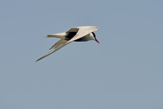 Common tern (sterna hirundo) in natural habitat