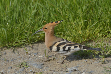 Hoopoe bird in natural habitat (upupa epops)