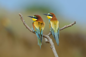 European bee-eater (Merops Apiaster) outdoor