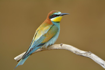 European bee-eater (Merops Apiaster) outdoor
