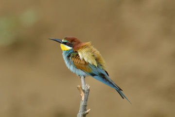 European bee-eater (Merops Apiaster) outdoor
