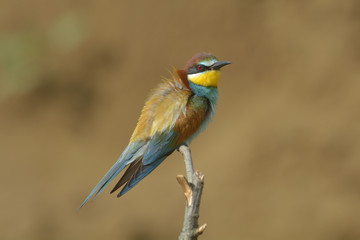 European bee-eater (Merops Apiaster) outdoor