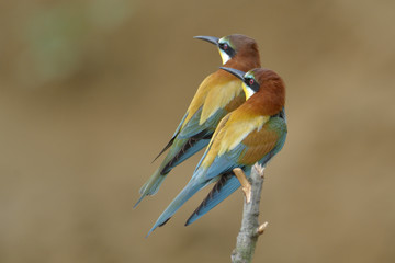 European bee-eater (Merops Apiaster) outdoor