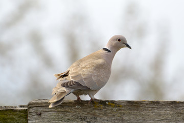 Eurasian Collared-Dove (Streptopelia decaocto)
