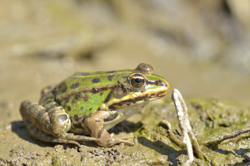 European bullfrog in marsh