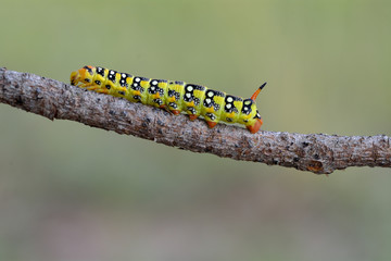Swallowtail butterfly caterpillar