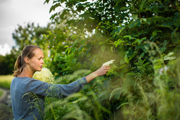 Young woman picking elderflower to make an infusion at home