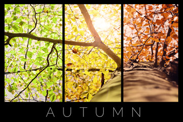 Autumn - Collage
