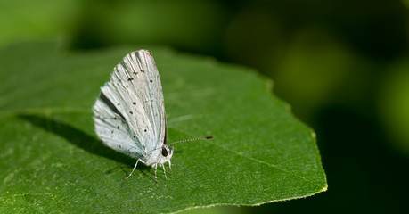 Papillon blanc