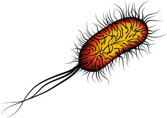 E coli Bacteria isolated red on white background
