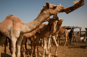 Camel in the Animals market Doha