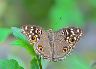 Fototapeta na wymiar brown butterfly hanging on green leaf ; with soft focus and blur