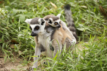 Naklejka na ściany i meble Two ring-tailed lemurs