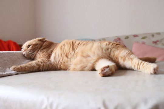 ねそべる猫
