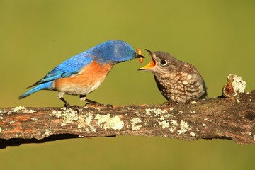Eastern Bluebirds (Sialia sialis)