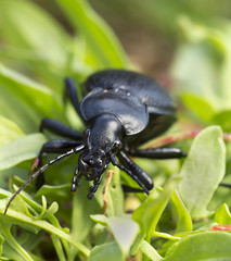 Carabus coriaceus on grass