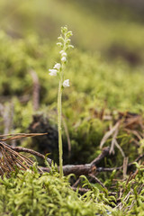 Creeping lady's tresses, Goodyera repens blooming