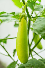 Eggplant Growing (Aubergine)