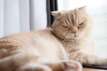 窓辺の猫 全身