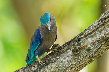 Indian roller(Coracias benghalensis) turn her head on the wood