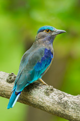 Close up portrait of Indian roller(Coracias benghalensis)